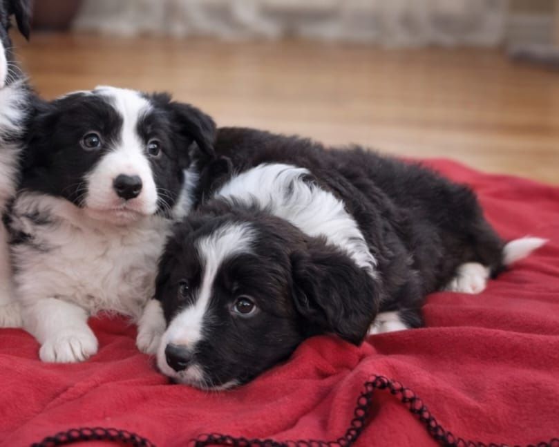 Border Collie piesek