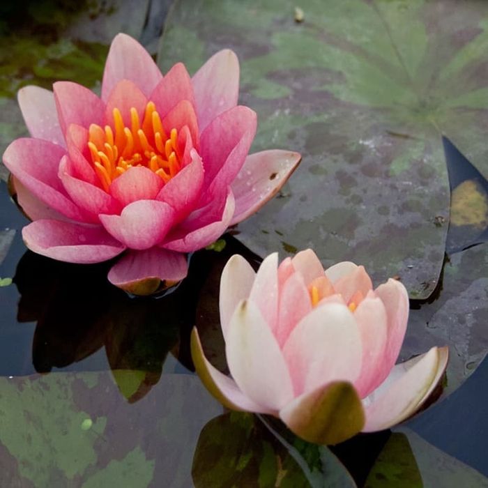 Rośliny do oczka wodnego i stawu