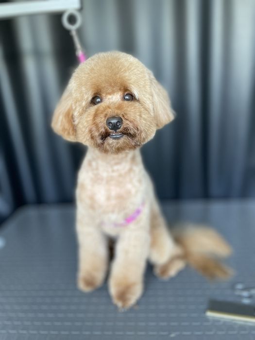 Стрижка собак Лівобережна,Русановка,Воскресенка,Березняки