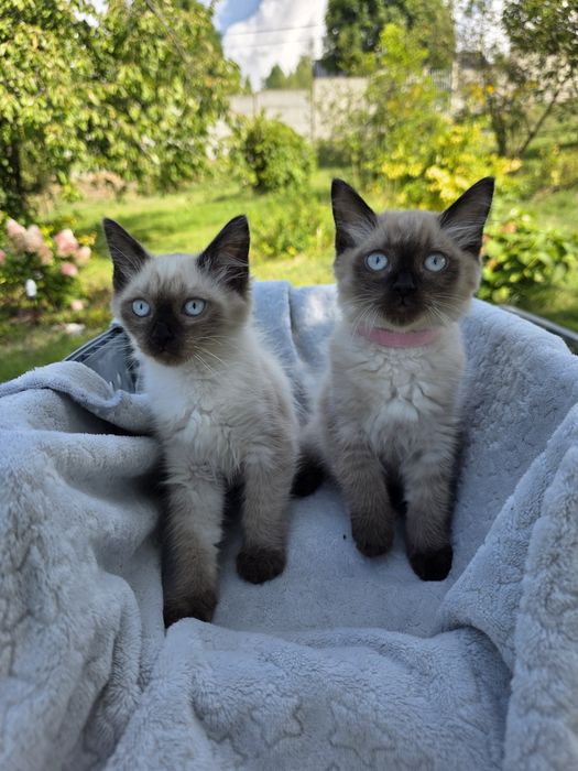 DWIE DZIEWCZYNKI ! RAGDOLL - seal point. lada dzień mogą jechać do nowych domków