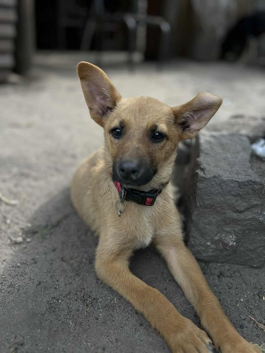 Шукаємо родину для цуценя.