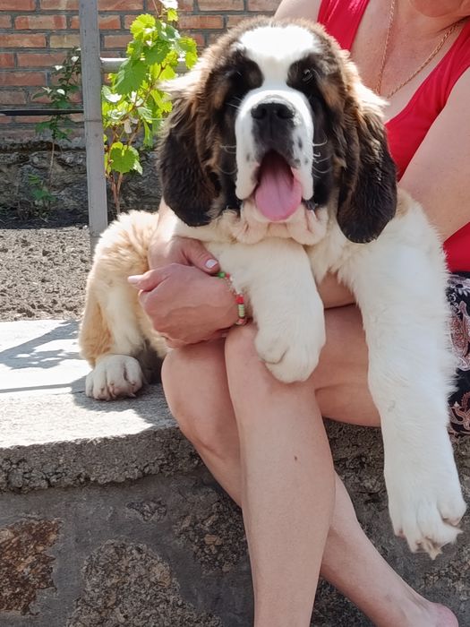 Щенки сенбернара