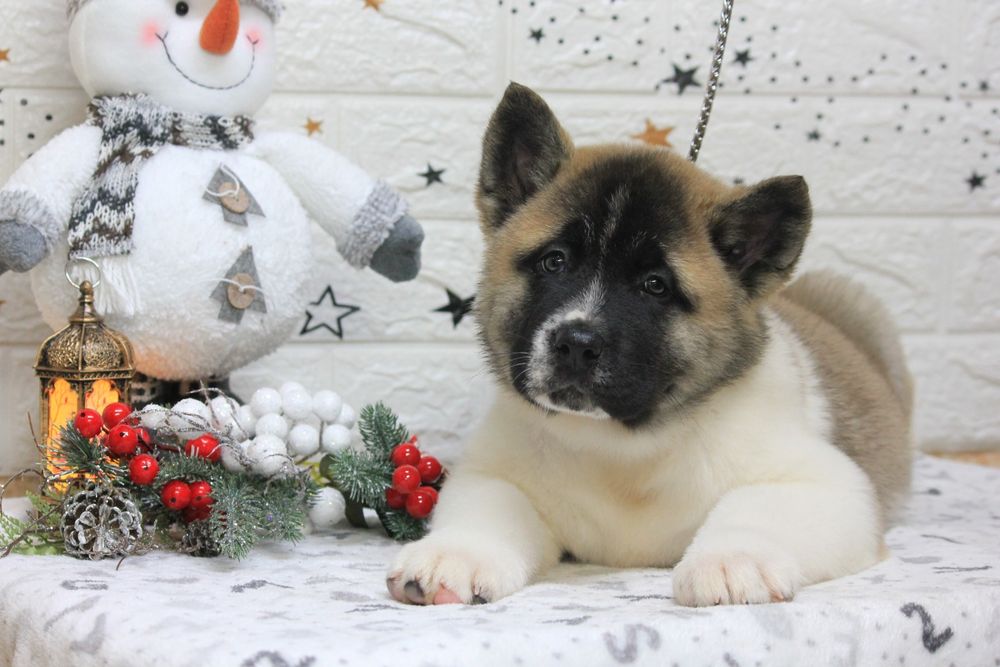 Американська акіта в пошуках родини