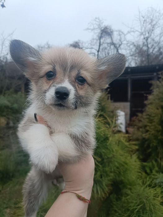 Дві чарівні дівчинка коргі