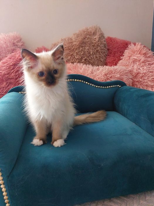 GAJA  koteczka Ragdoll FPL/FIFE