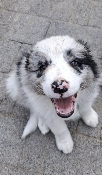 Baron szczeniak Border Collie