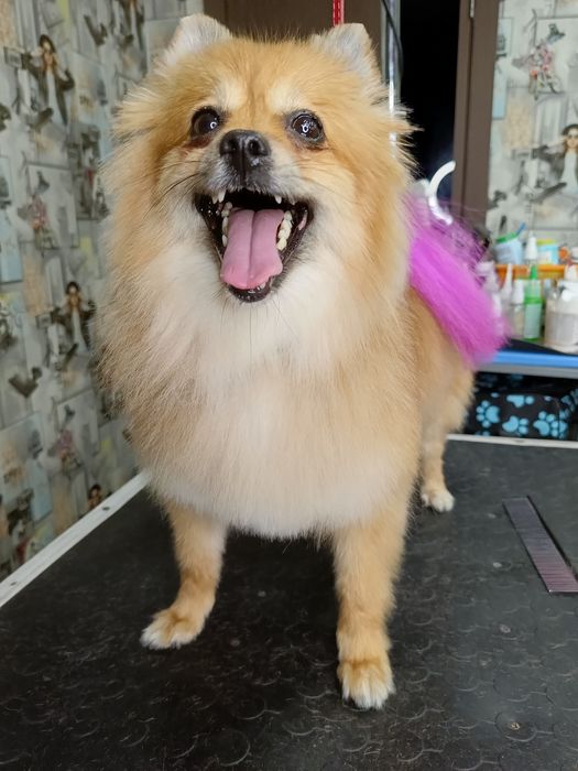 Хортицкий район. Стрижка собак и кошек.