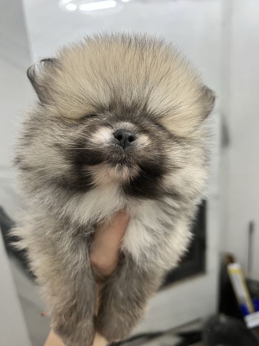 Хлопчик шпіц )))