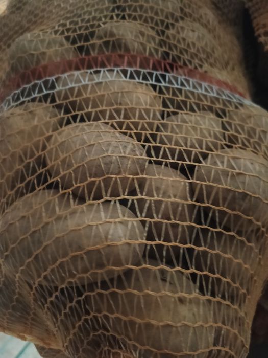 Ziemniaki belaroza soraja denar