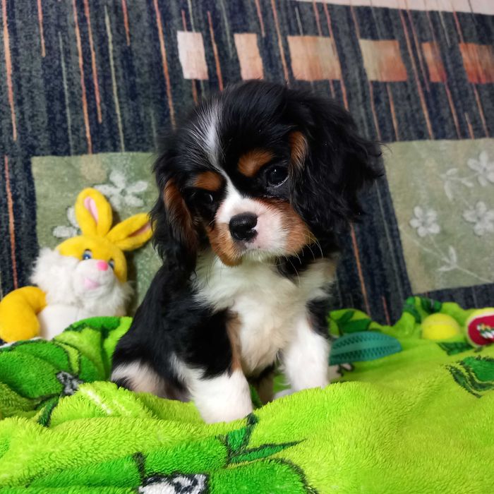 Кавалер кінг чарльз спаніель