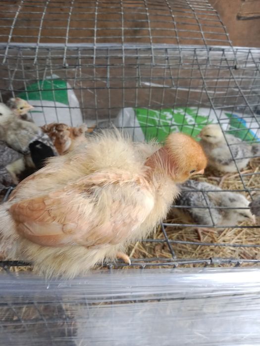 Продам курчат мясояічні породи