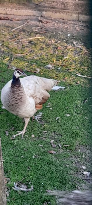 Pavões novos e adultos