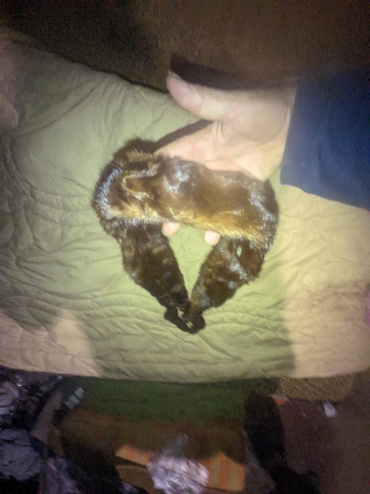 Воротник, либо пояс, с застежкой