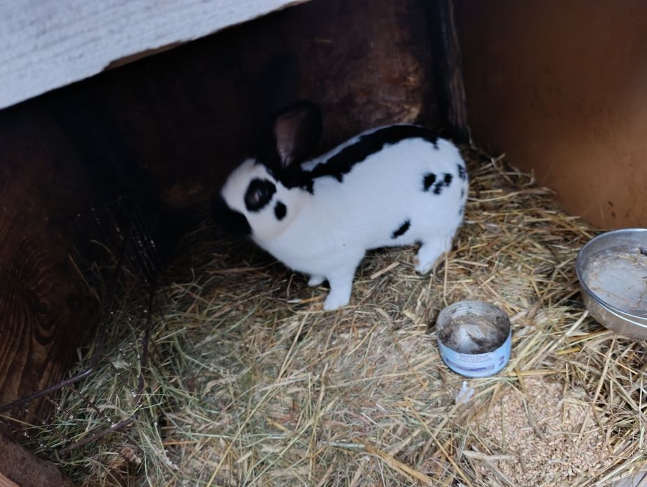 Srokacze niemieckie osc samiec samica