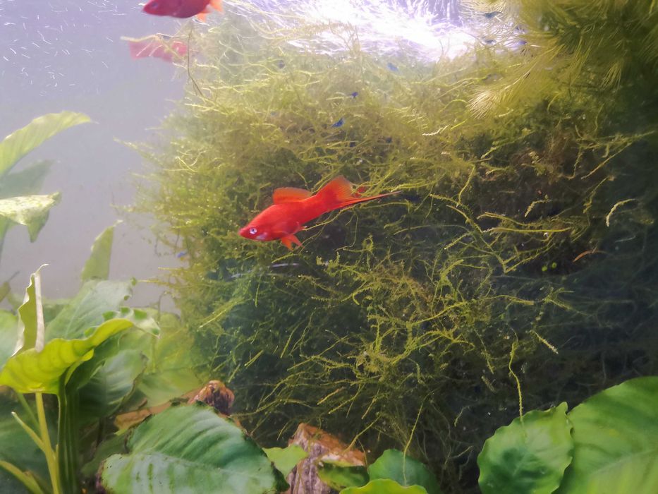 Mieczyki red i tuxedo red