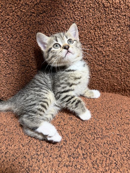 Кішечка Золотої тікірованої шиншили