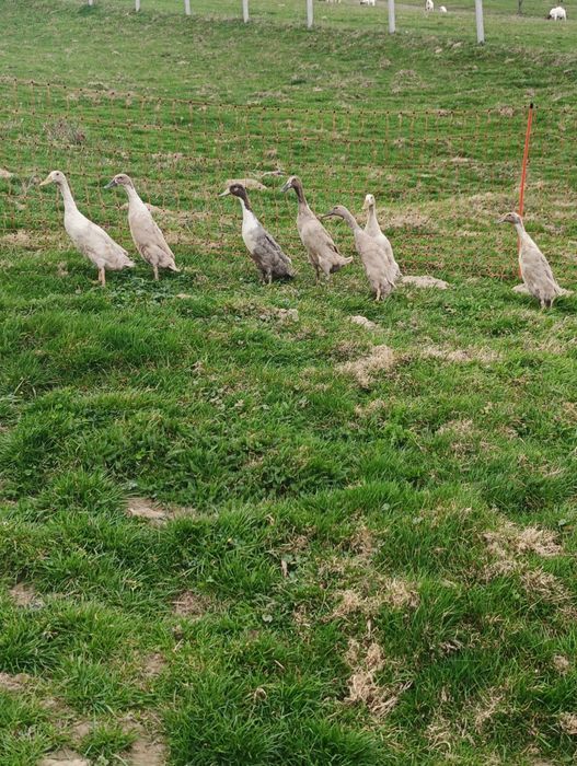 Biegus indujski, biegusy