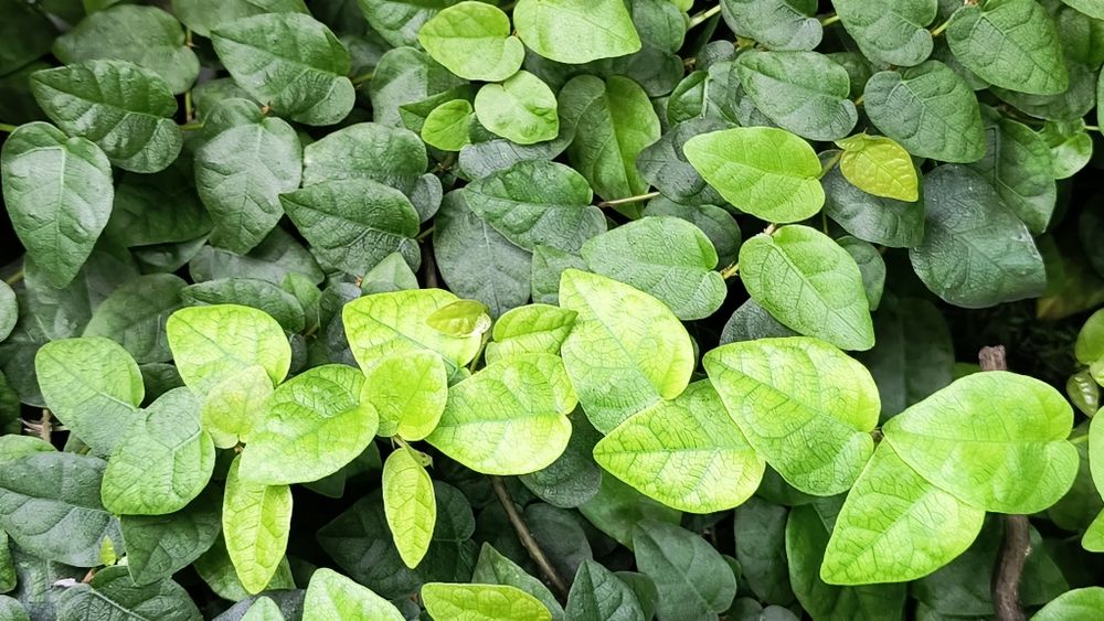 Fikus Pnący (Ficus Pumila), terrarium, las w sloiku