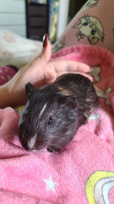 Морська свинка 1,5 місяці