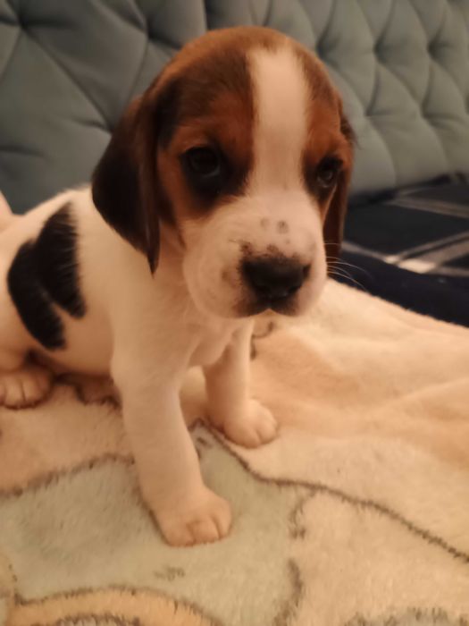 Beagle szczeniak