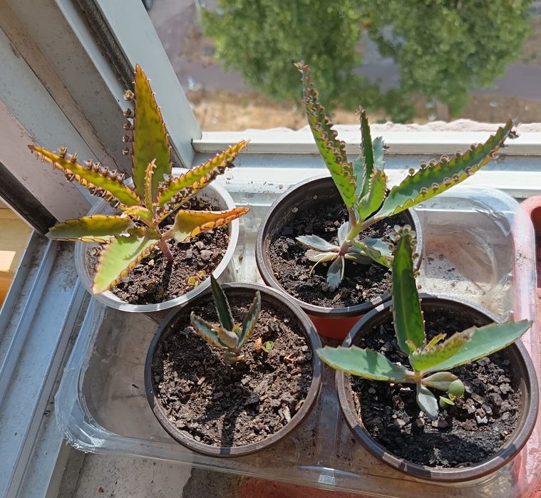 Planta Mãe de milhares