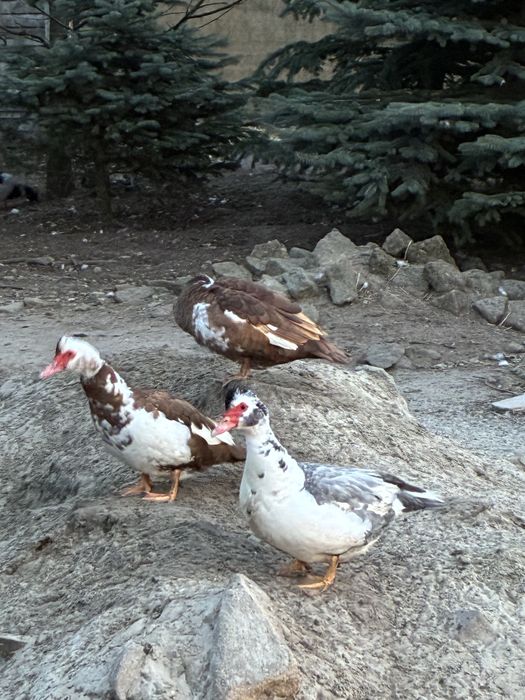 Sprzedam kaczki piżmowe