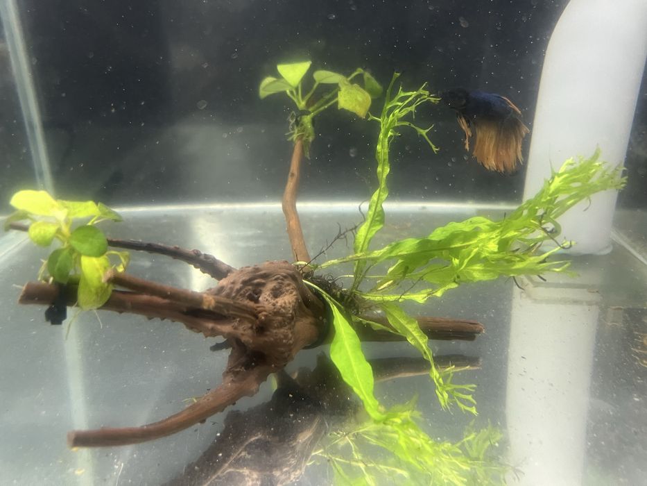 Korzen mangrowca do akwarium z microsorium i anubiasem