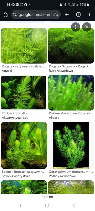 Roslinka Rogatek za darmo jedna porcja