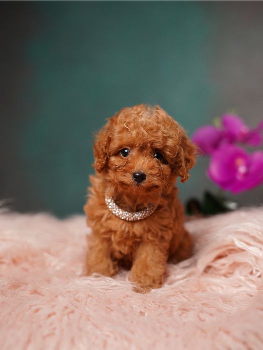 Лялькові дітки мальтіпу