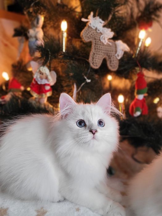 Британський хлопчик срібляста шиншила поінт