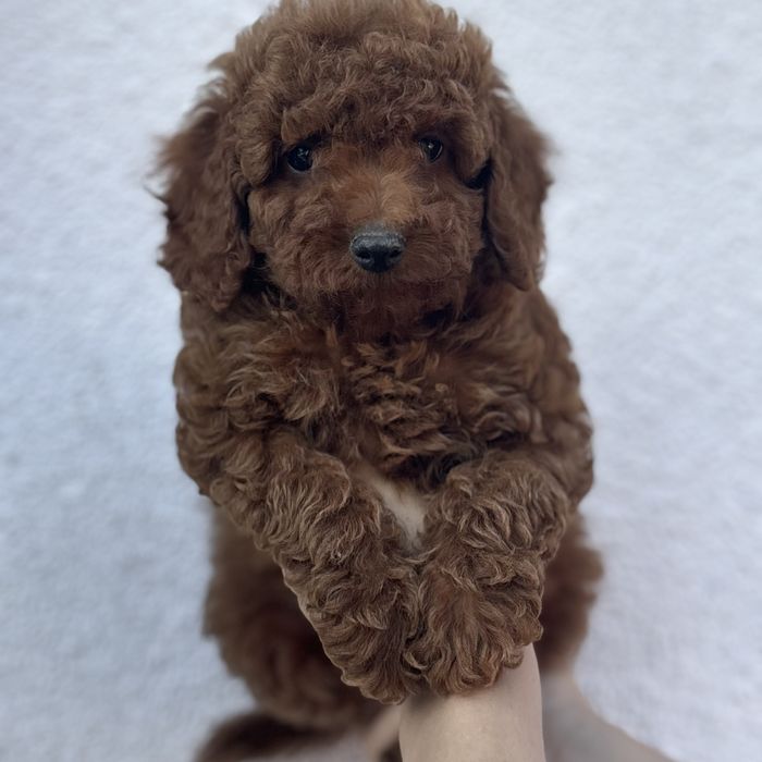 Red Braun хлопчики шоу классу