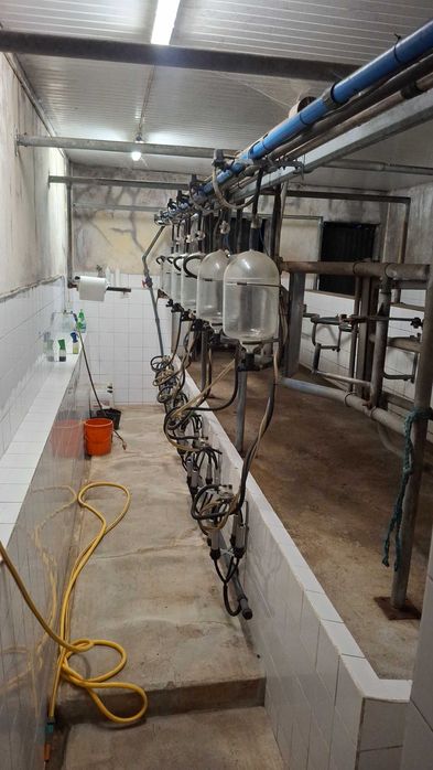 Ordenha mecânica de bovinos