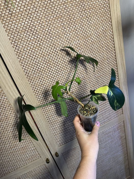 Philodendron pedatum variegata