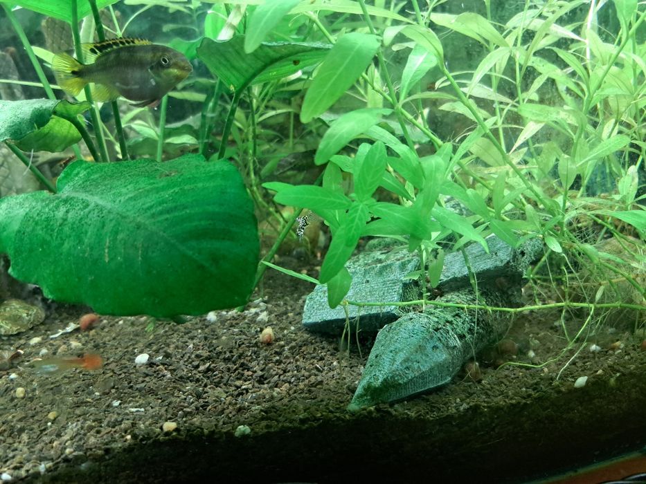 Sprzedam duży akwarium