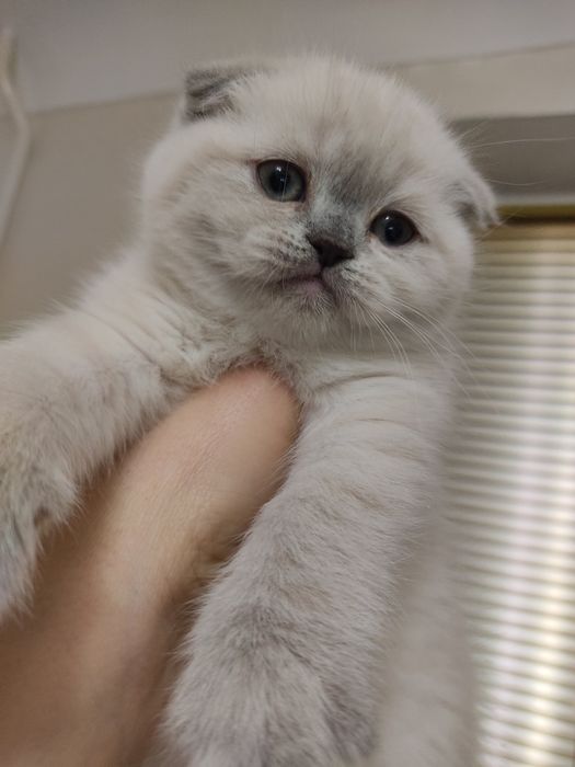 Шотландський блюпоинд вязка