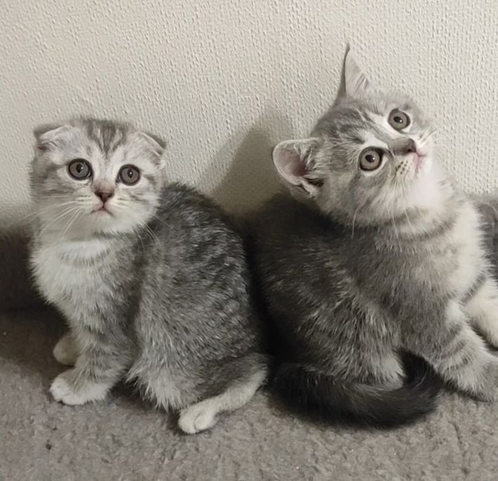 Кошенятка чекають на вас)
