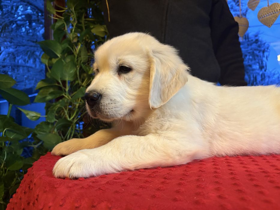 Piesek Golden Retriever ZKwP FCI