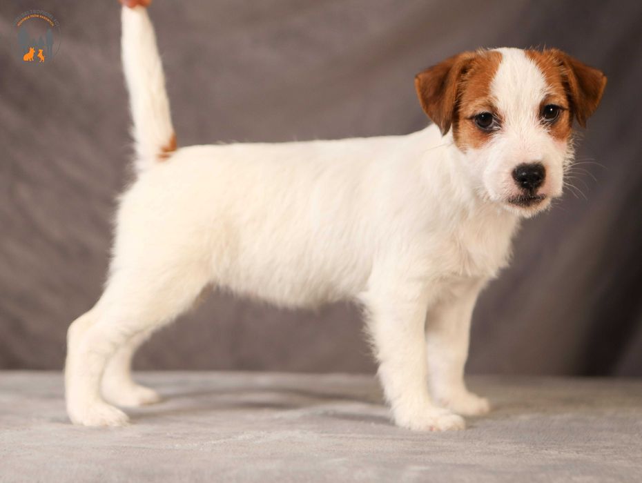 Jack Russell Terrier ZKwP FCI suczka po Championie