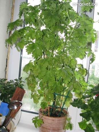 Лимонна геранька, духмяна пеларгонія- чудова лікування