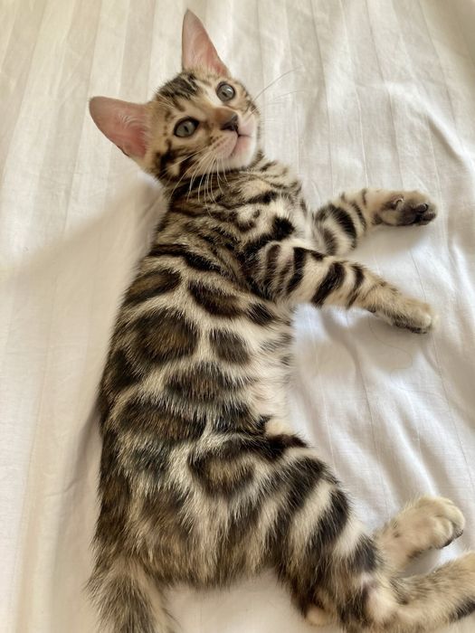 Шикарные бенгалы