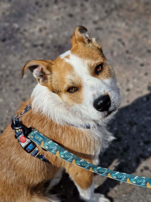 Waluś super psiak szuka chaty