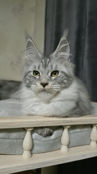 Чудове кошеня мейн кун родовід клубу