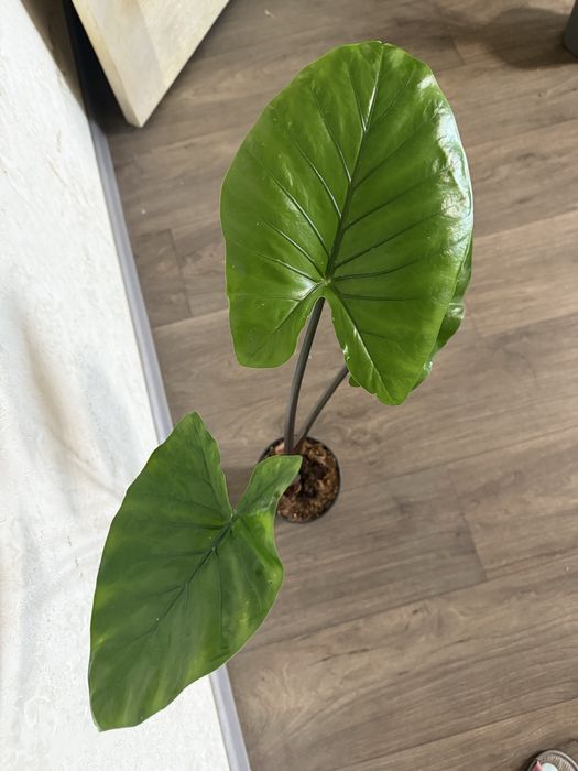 Алоказія Юкатан Принцесс, Блек Кобра алоказия