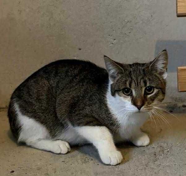 Lilu śliczna kotka szuka domu