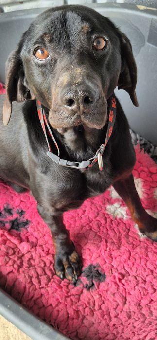 Piesek okolo 7 lat
