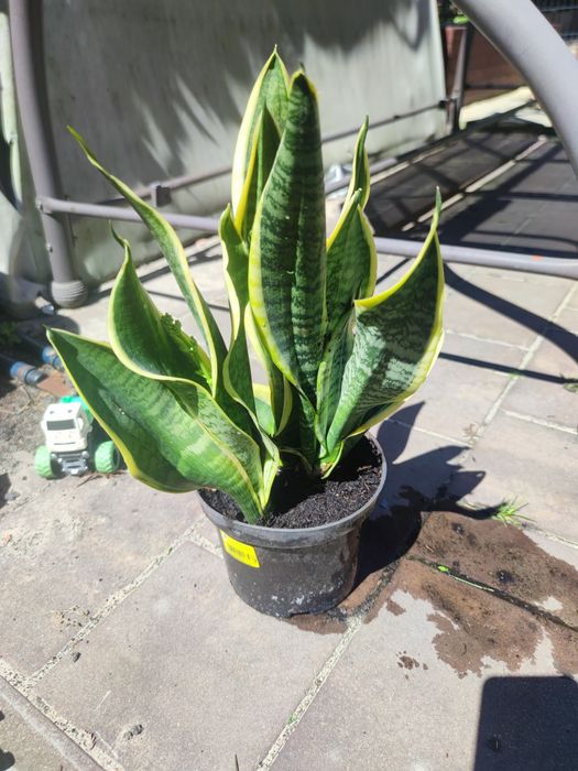 * Sanseveria *Języki teściowej*