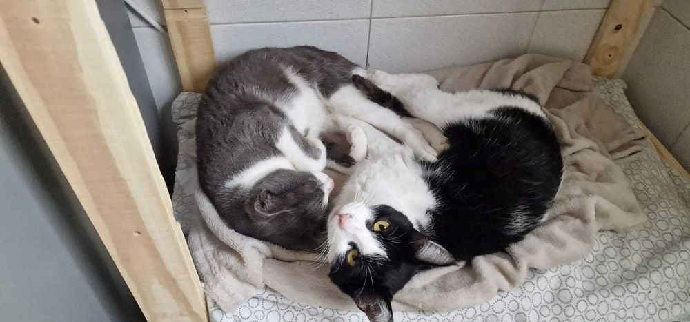 Pet Sitting e Passeios ao Final do Dia – Porto, Gondomar, Valongo e Maia