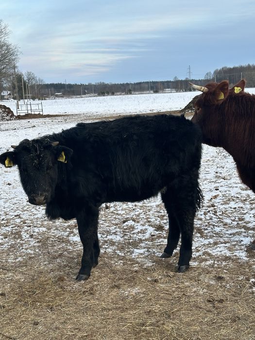 Sprzedam bydło mięsne