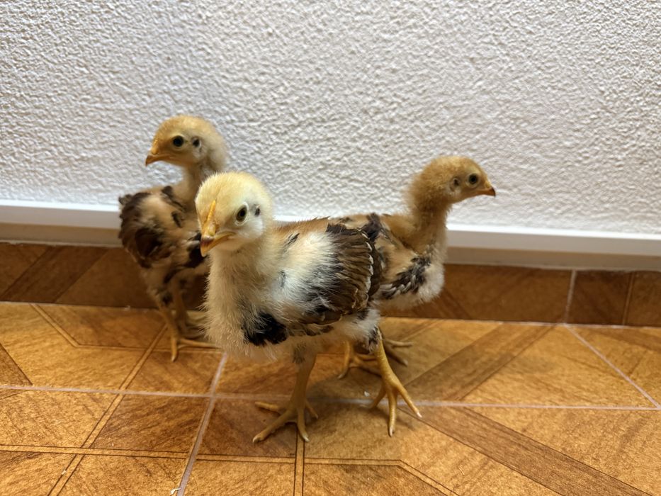 Galinhas Sedosas, Brahamas, Rhode Island red