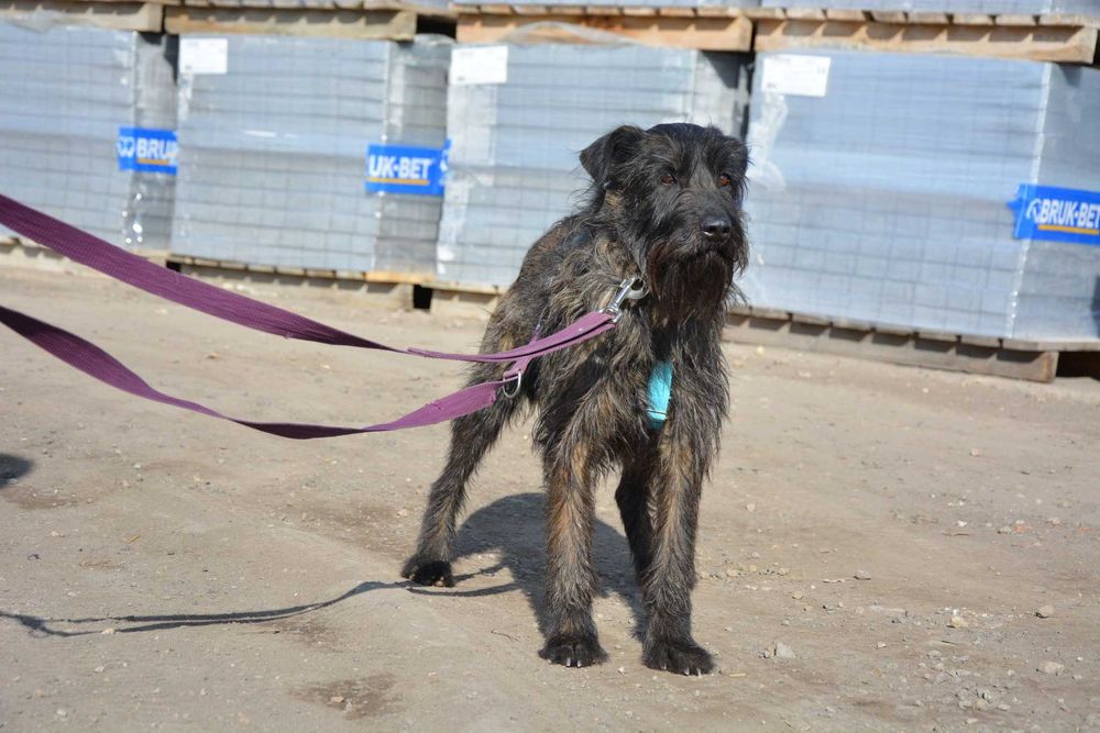 Kora - terierkowata, spokojna, fajna sunia do adopcji.